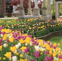 tulips in front of Shields Visual Arts Center at Marywood University