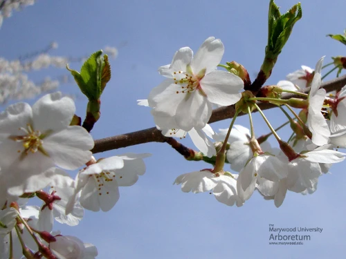 Yoshino-cherry-blooms-800.jpg